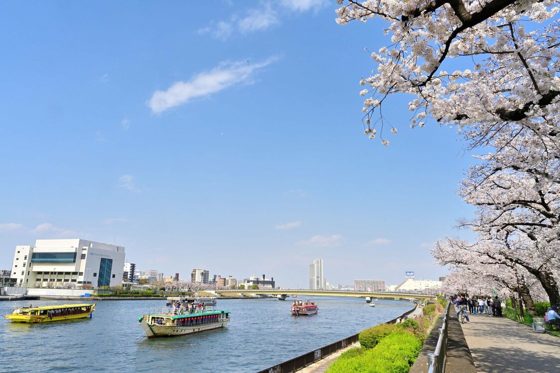 墨田区側の隅田公園の言問橋付近から北を眺めた。公園の歩道には人影が少ないが、川面には花見をする屋形船が集まっていた。対岸手前の白い建物が台東リバーサイドスポーツセンターで、北側の川沿いにテニスコートや野球場が続いている。その横に架かるのが、今回の作品を撮影した桜橋だ
