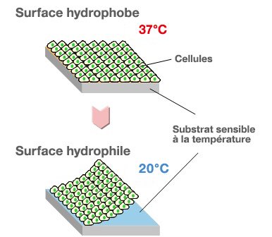 La surface, hydrophobe à 37°C, devient hydrophile à 20°C, ce qui permet l’enlèvement des cellules intégralement préservées sous leur forme de feuille.