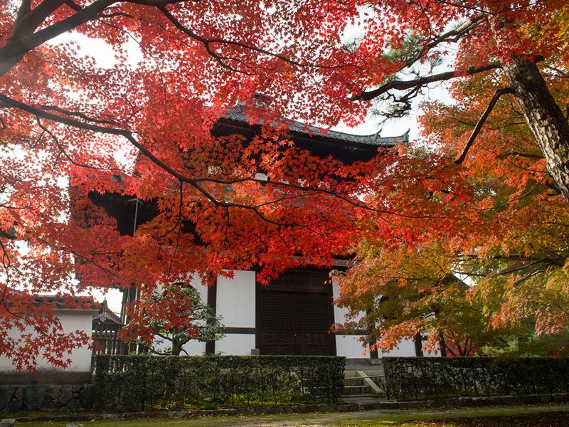 Hojas enrojecidas delante de Kyōzō (Sala de los sutras). La vista es desde Sengyokukan.