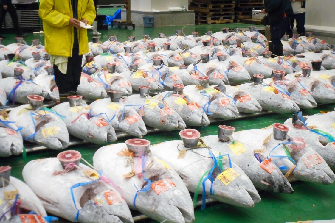 魚市場に上場された冷凍メバチマグロ　写真:市場関係者提供