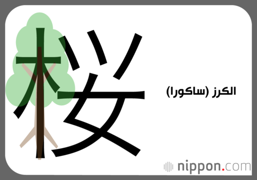 الكرز (ساكورا)