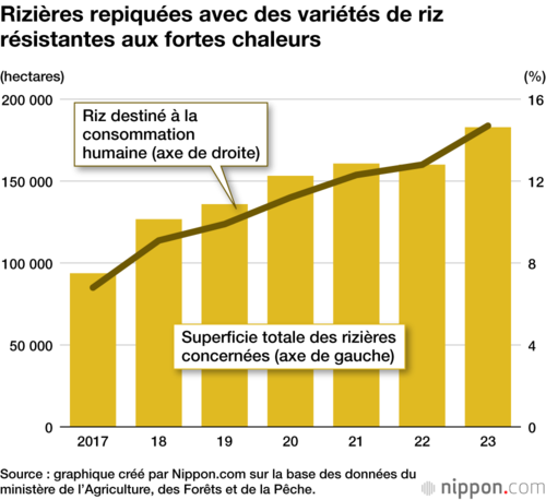 Rizières repiquées avec des variétés de riz résistantes aux fortes chaleurs