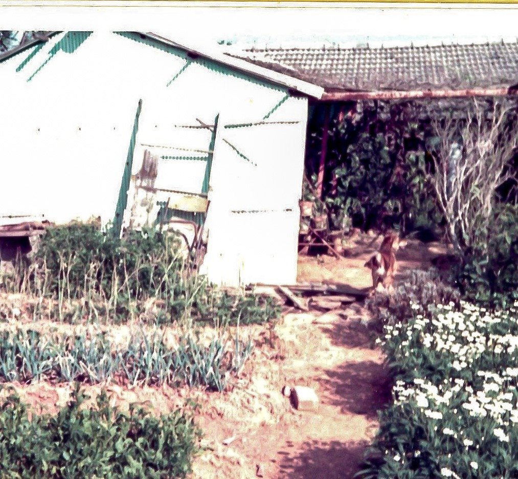 東海花園の農舎、1973年3月（筆者撮影）