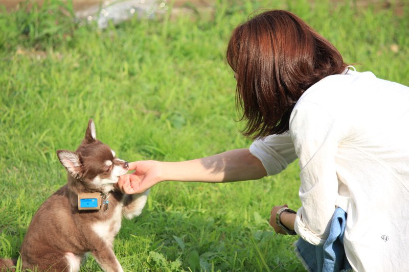 【富士通】世界初の犬の歩数計　愛犬の肥満解消に一役