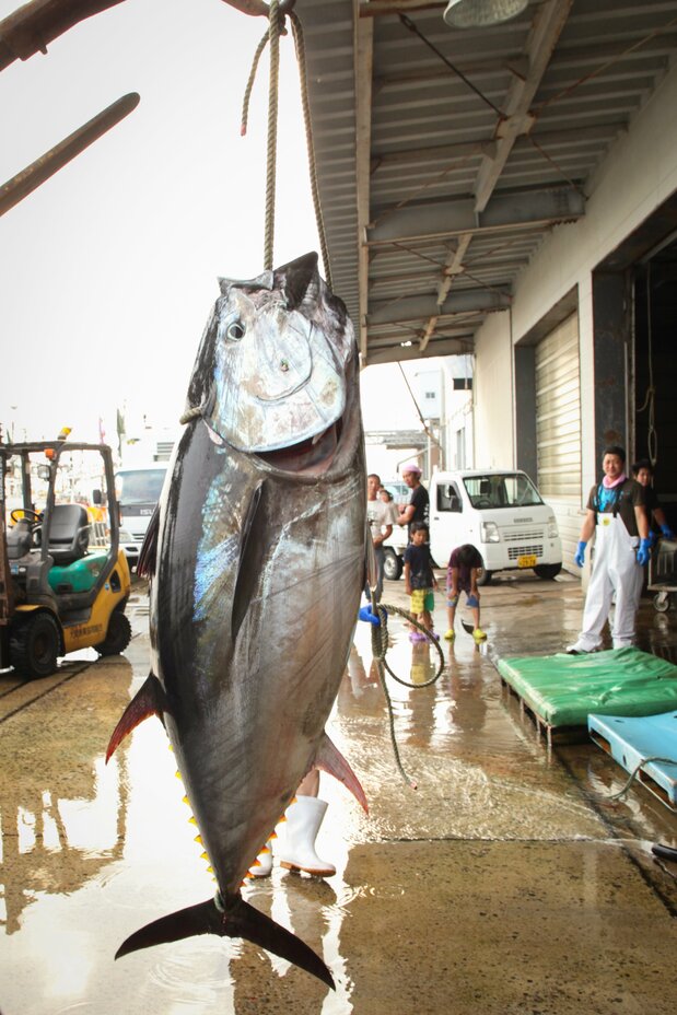 クレーンでつり上げるマグロの水揚げは大迫力 写真:Amazing AOMORI