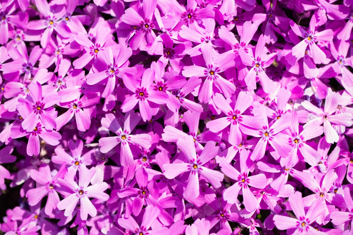 Flores de shibazakura de tonos púrpura.