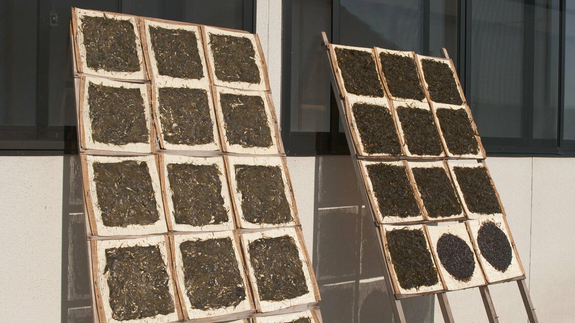 Rock seaweed is dried on bamboo racks.