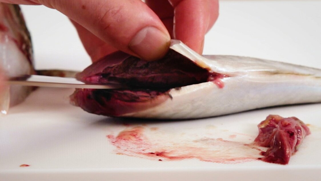 Japanese Seafood Culture: How to Fillet a Horse Mackerel