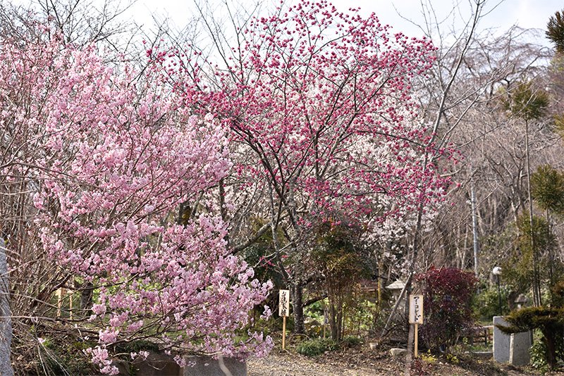 植藤造園の圃場（ほじょう）には70種類ほどの桜が植えられている。シーズンともなるとさらに華やぎ、知る人ぞ知る桜の名所となる