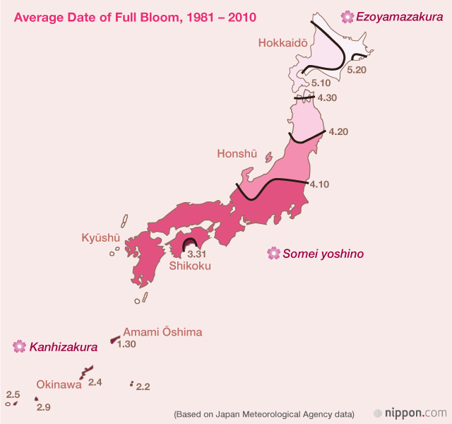 Cherry Blossom Archipelago