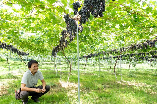 郡山市中田町にある「中尾ぶどう園」のワイン用ブドウ畑。45年以上もブドウを手掛けているが、ワイン用は2016年に始めたばかり　写真提供：郡山市