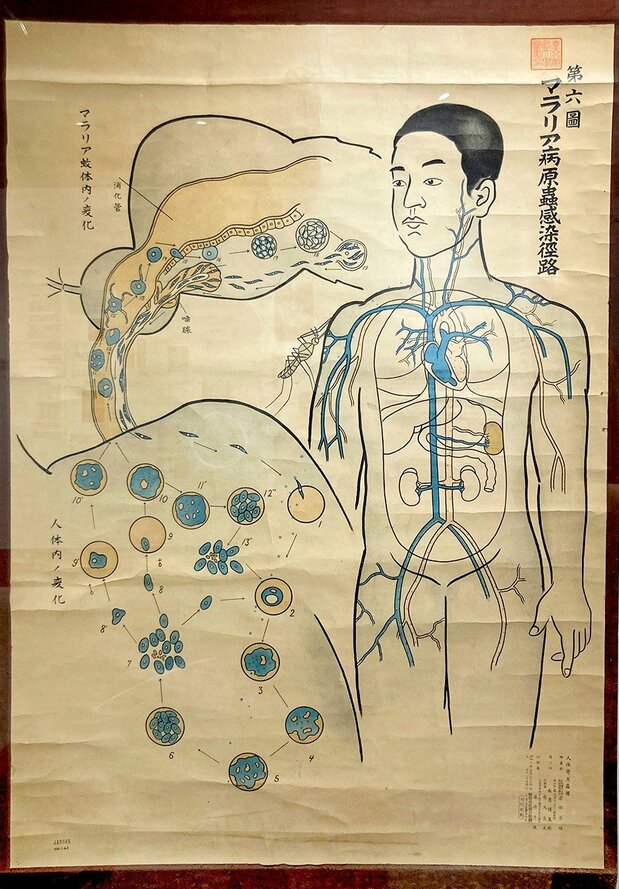 1928年製圖的教學用「瘧疾病原蟲感染經路」。畫得相當明朗，但與現今之理解不完全相同。同博物館所蔵（筆者撮影）