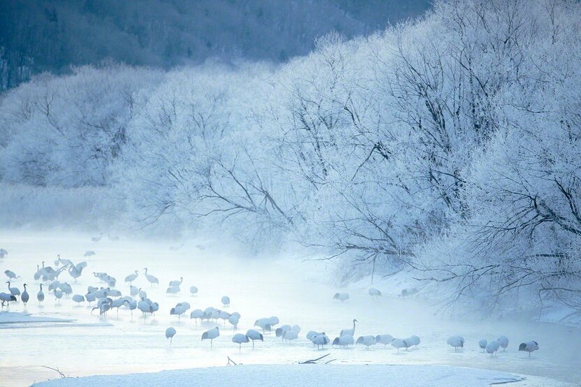 厳冬期でも凍らない河川で眠る(1月)