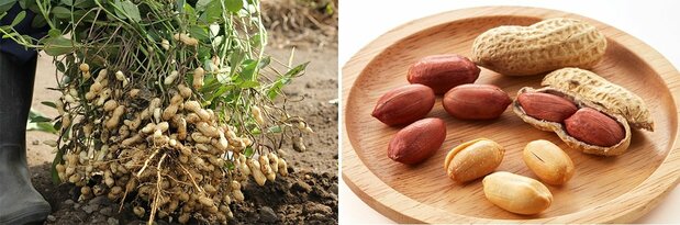 Freshly harvested peanuts (left), peanuts. (© Pixta)