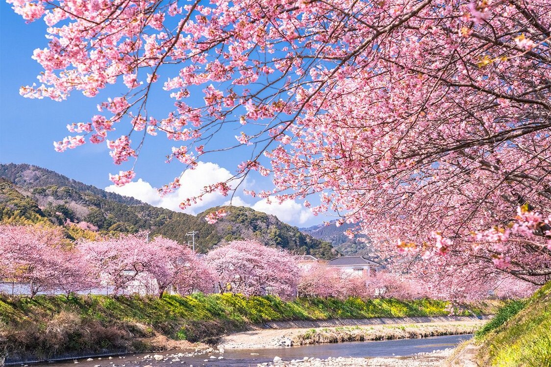 河津桜（静岡県河津町 PIXTA）