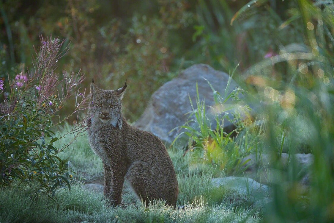 Un lince de Canadá junto a una mata de adelfillas. (Imagen de 2010)