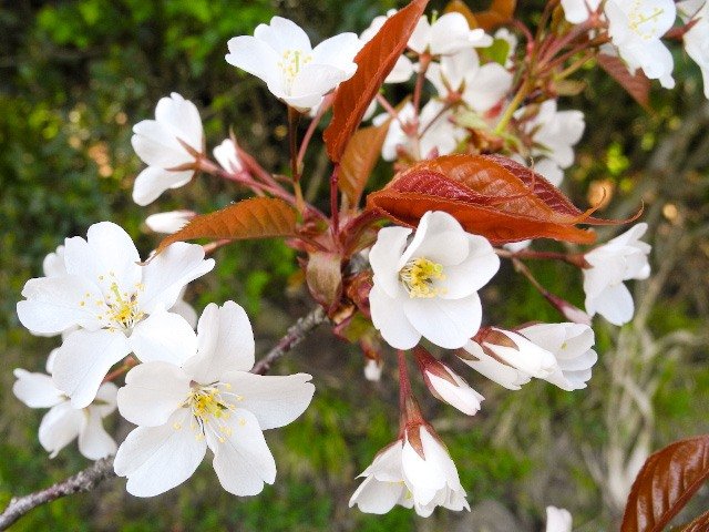 ヤマザクラの花。白い花弁と赤い若葉のコントラストが美しい（筆者撮影）