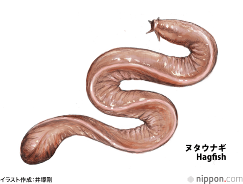 ヌタウナギ
