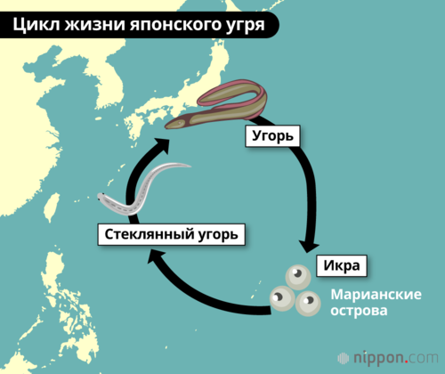 Цикл жизни японского угря
