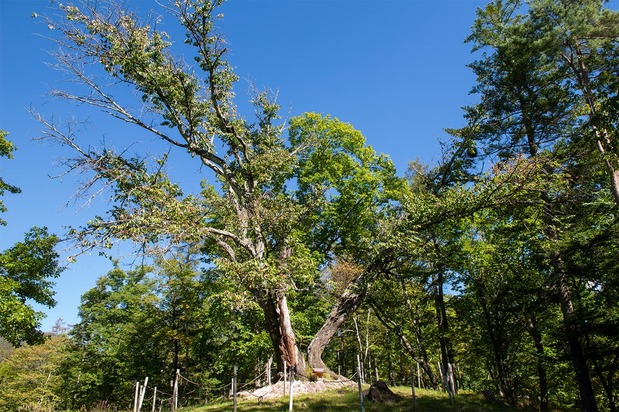 The cherry tree as it stands today, in the early autumn of 2023. (© Kodera Kei)