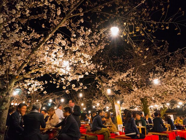Blossom-viewing tearooms give visitors a relaxing place to savor the blossoms after dark.