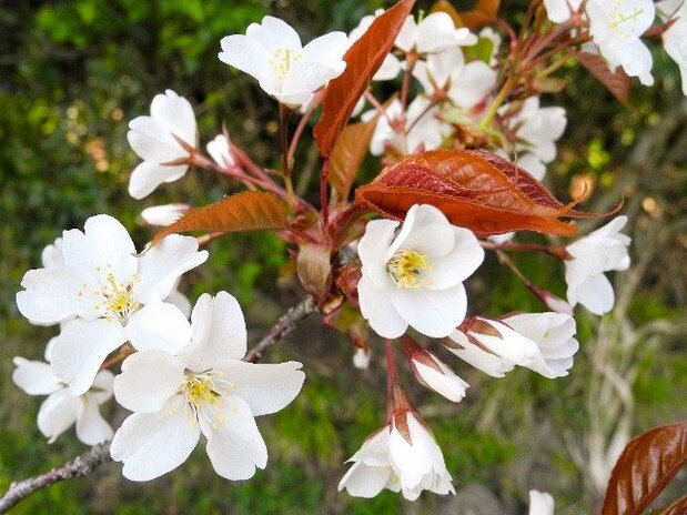ヤマザクラの花。白い花弁と赤い若葉のコントラストが美しい(筆者撮影)
