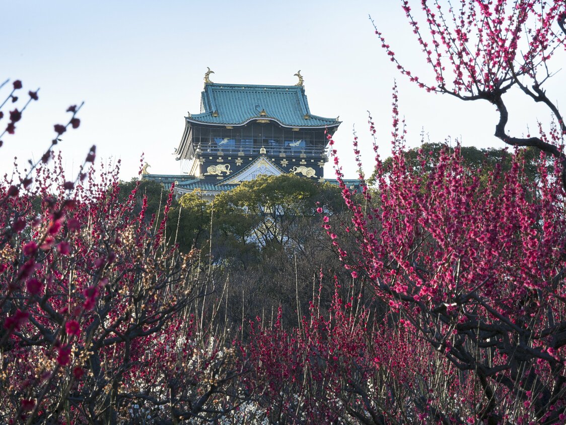 娇艳欲滴的梅花和大阪城交相辉映