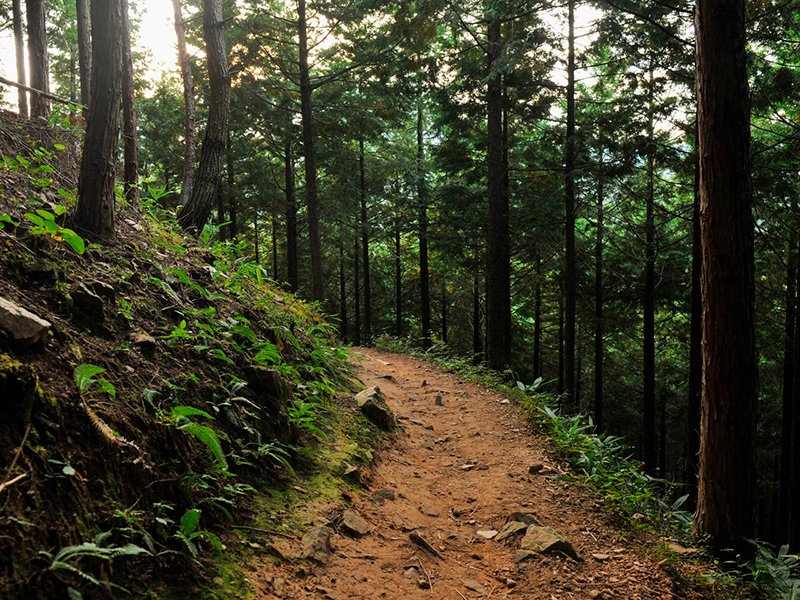 Le chemin de randonnée qui mène au château de Takeda