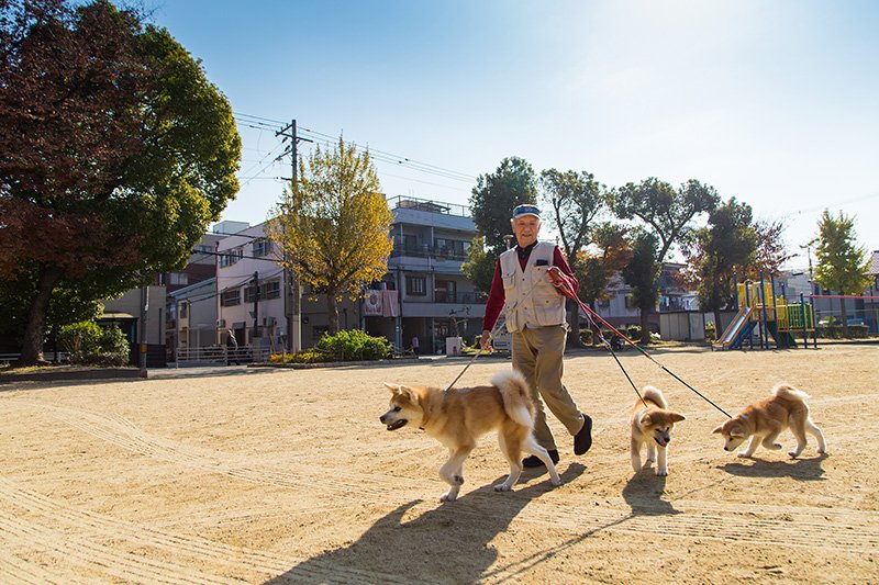 秋田犬：まるで侍のような佇まい