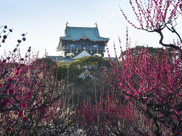 娇艳欲滴的梅花和大阪城交相辉映