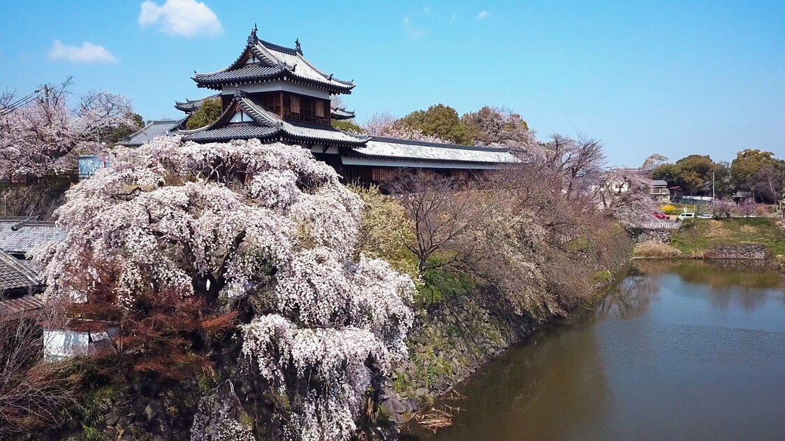 優雅なシダレザクラが櫓と堀を飾る郡山城跡