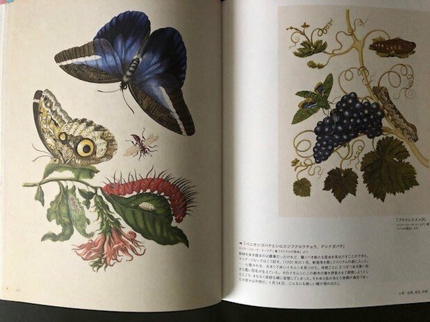 『スリナムの昆虫』の図版、左は「ベニサンゴバナとシロスジフクロウチョウ、アシナガバチ」、右は「ブドウとスズメガ」＝本書112－113ページ