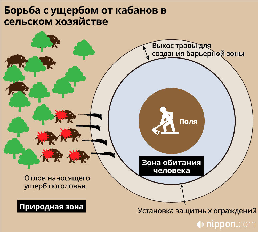 Конфликт людей и кабанов: способы сосуществования с дикой природой