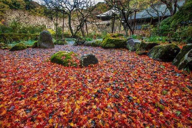 Le jardin de rocaille du Zuisen-ji, couvert de feuilles mortes, est particulièrement beau après la pluie.