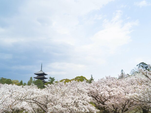从小山丘顶透过樱花林眺望五重塔