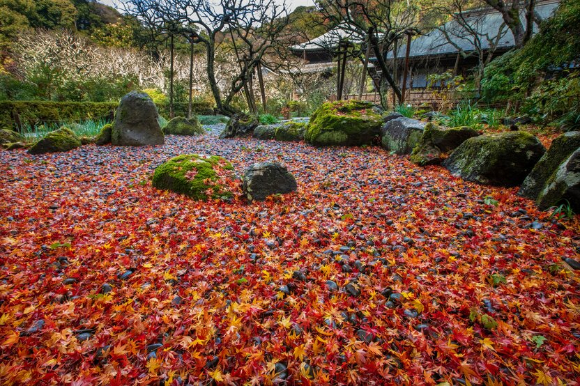 Zuisenji’s stone garden, covered by fallen leaves, is especially beautiful after rain. (© Harada Hiroshi)