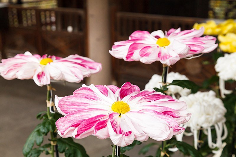 Apparaissant sur le blason de la Maison impériale, la variété ichimonji-giku à fleurs simples est également appelée gomonshô-giku.