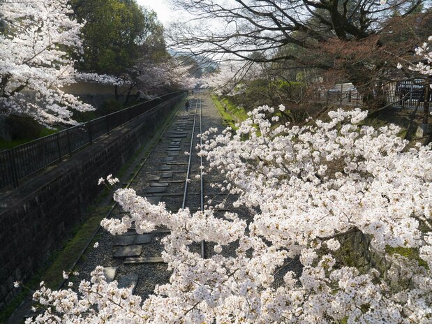 趣深い廃線跡をソメイヨシノが彩る