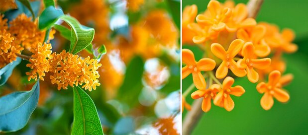 Kinmokusei (Fragrant Olive) (© Pixta)