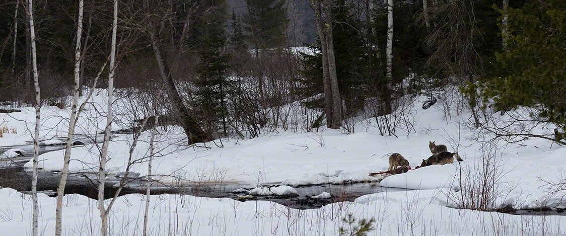 Lobos devorando un ciervo a la orilla del río. (Imagen de 2018)