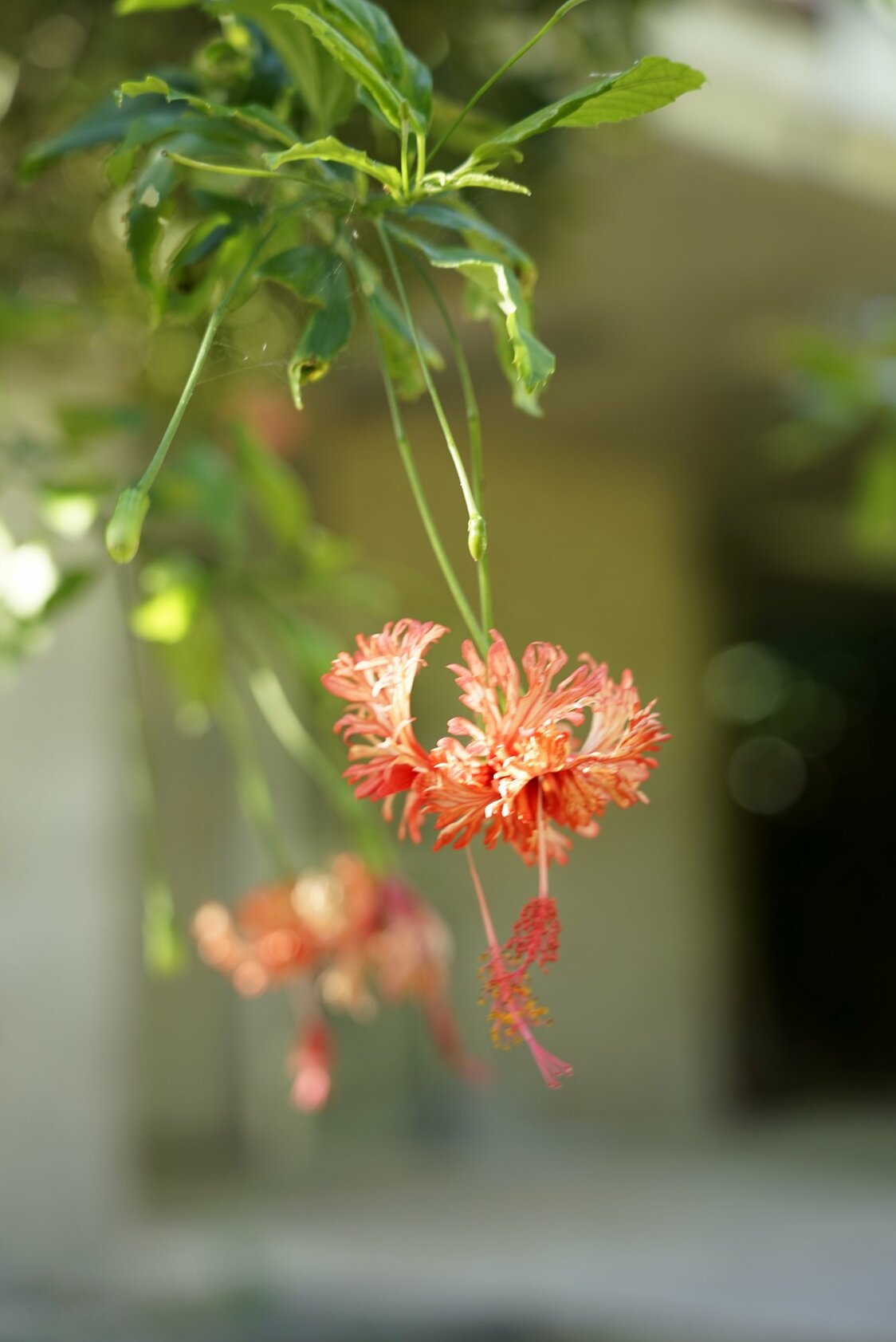 Hibiscos colgantes (hibiscus schizopetalus) adornan la entrada al lugar. En Okinawa se usa esta flor como decoración en los altares de templos y santuarios. Fotografía: Ōsaka Hiroshi.