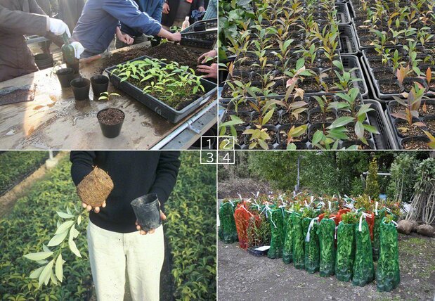 (1) Les graines qui ont germé sont transplantées dans des godets en plastique. (2) Des jeunes arbres poussent dans une jardinerie. (3) Un arbuste de laurier japonais avec une motte racinaire bien développée. (4) Les filets contiennent des arbustes prêts à être transférer vers le site de plantation. (Photos de l'auteur)