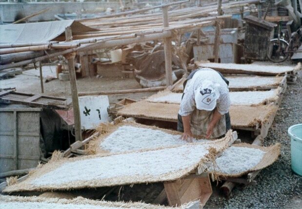 1960年代頃の漁場。ゆでたしらすを浜で広げる(写真提供:神奈川県逗子市)
