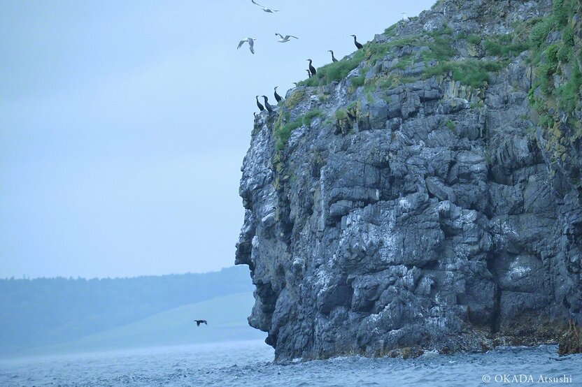 Many rare seabird species inhabit Yururi’s surrounding waters, July 2020. (© Okada Atsushi)