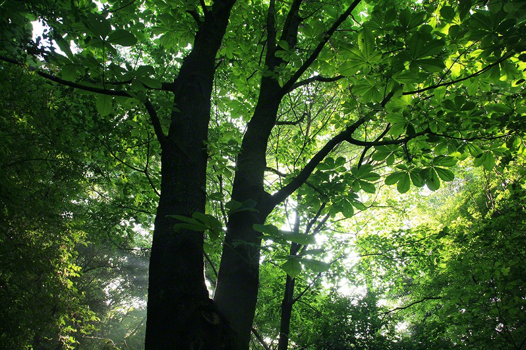 [Diapositivas] ¡Bienvenidos al bosque!