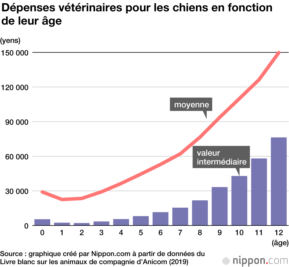 Classement 2020 des races de chiens préférés des Japonais : les petites tailles ont toujours la cote