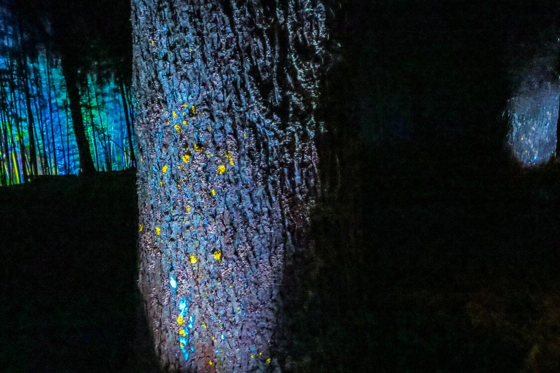 Le lichen Parmotrema tinctorum, symbiose entre un champignon et une algue, brille de teintes vives, jaunes et bleues. (Nippon.com)