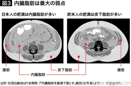 おなかの断面の写真。上がおへそ、下が背中。