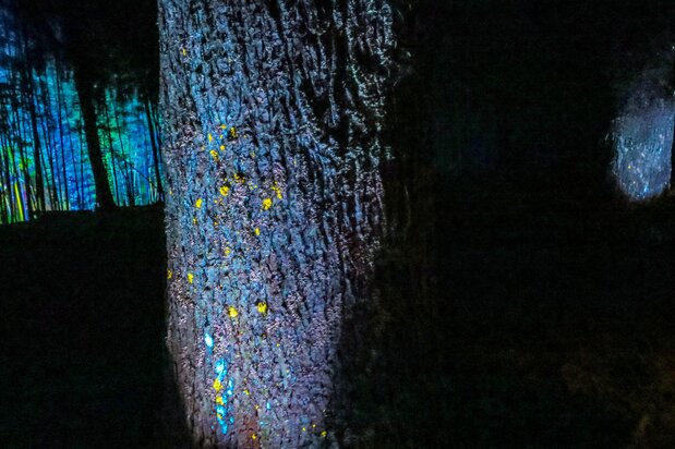 “Cristal de tiempo acumulado”, donde el liquen umenokigoke —una simbiosis de hongos y algas— brilla intensamente en tonos amarillos y azules. (© nippon.com)