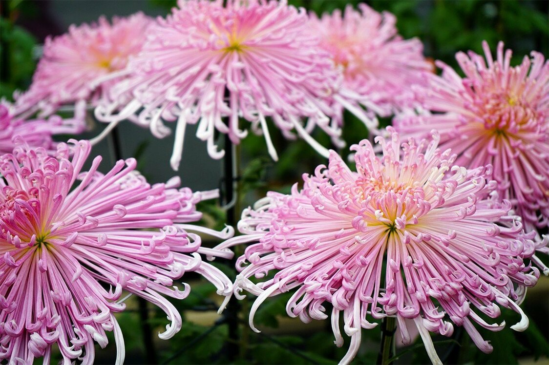 Kudamono, avec des pétales en forme de tube donnant l’impression que les fleurs se sont soudainement ouvertes.